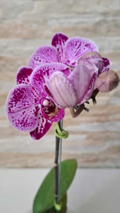 Phalaenopsis E 4 - comprar online