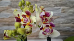 Phalaenopsis Confetio pelórica/trilabelo na internet