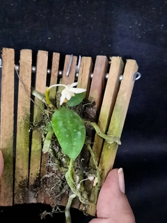 Phalaenopsis Lobbii espécie - loja online