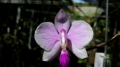Phalaenopsis Lowii espécie