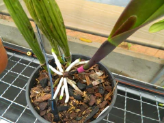 Adubo Orgânico MCL 150g - Orquidário Hortolândia