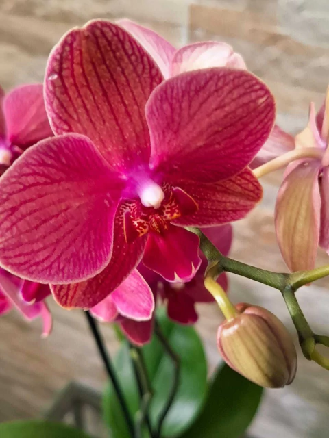 Phalaenopsis Mai Tai - comprar online