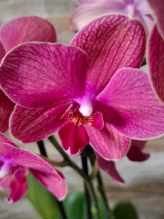 Phalaenopsis Mai Tai - Orquidário Hortolândia
