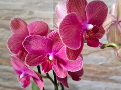 Phalaenopsis Mai Tai - loja online