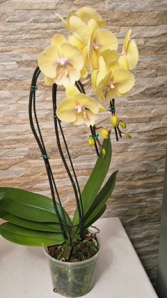 Phalaenopsis Big Stone