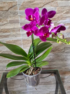 Phalaenopsis Fucsia MINI - loja online