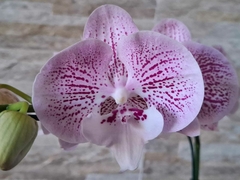 Phalaenopsis Big Lip - loja online