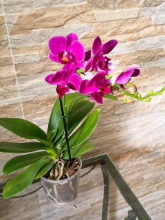 Phalaenopsis Fucsia MINI - Orquidário Hortolândia
