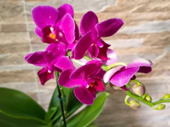 Phalaenopsis Fucsia MINI - comprar online