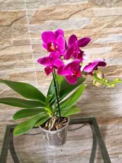 Phalaenopsis Fucsia MINI na internet