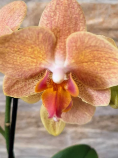 Phalaenopsis Goldrush na internet
