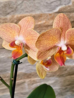Phalaenopsis Goldrush - comprar online