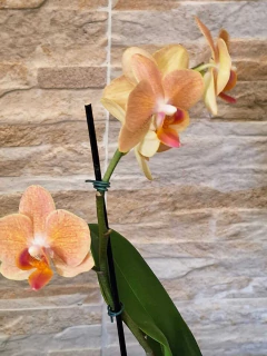 Imagem do Phalaenopsis Goldrush