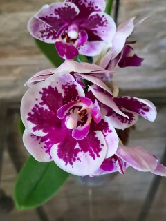 Phalaenopsis Alice - Orquidário Hortolândia