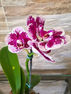 Phalaenopsis Alice na internet