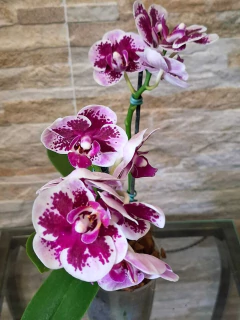 Imagem do Phalaenopsis Alice