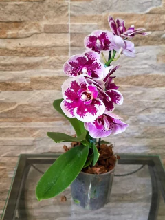 Phalaenopsis Alice - loja online