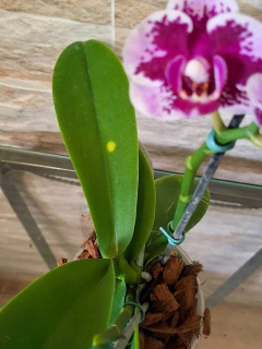 Phalaenopsis Alice