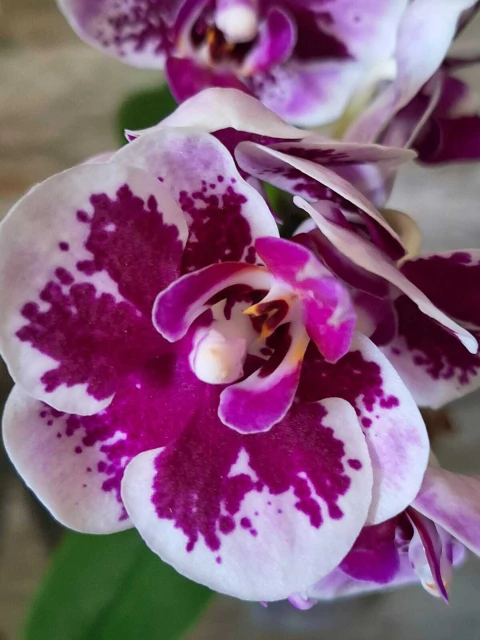 Phalaenopsis Alice