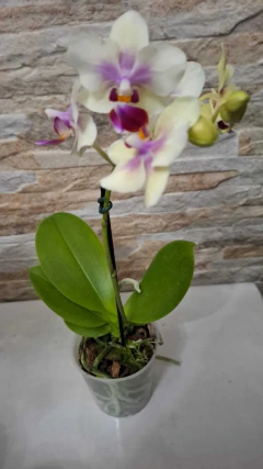 Phalaenopsis Confetio