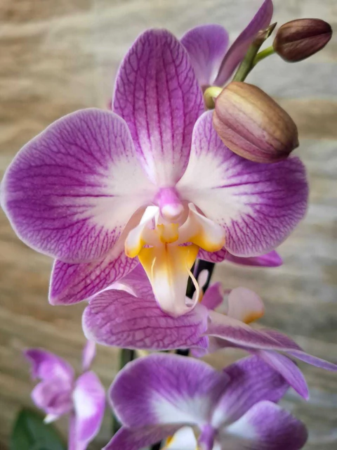Phalaenopsis Split