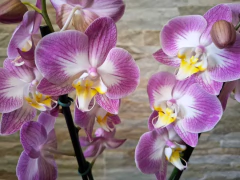 Phalaenopsis Split - comprar online