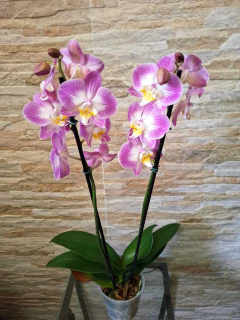 Phalaenopsis Split - loja online