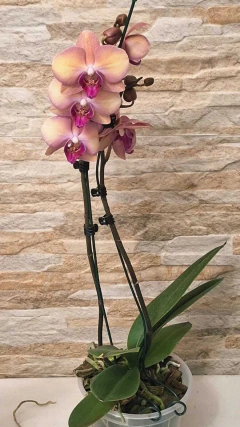 Phalaenopsis Hazard - loja online