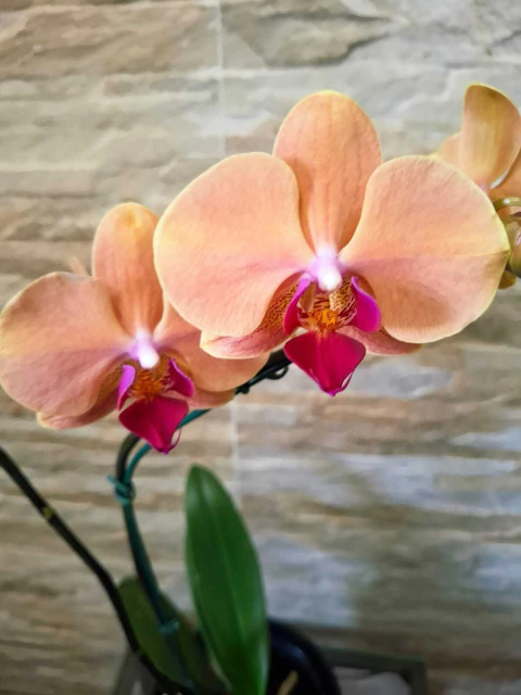 Phalaenopsis Marianne - comprar online