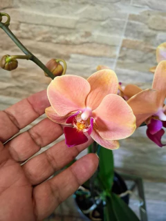 Phalaenopsis Marianne na internet