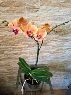 Phalaenopsis Marianne - Orquidário Hortolândia
