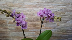 Phalaenopis Hornglin Coerulea NOVIDADE - loja online