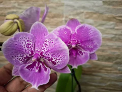 phalaenopsis Big Lip na internet