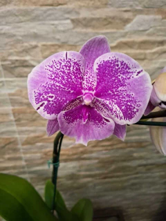 phalaenopsis Big Lip - Orquidário Hortolândia