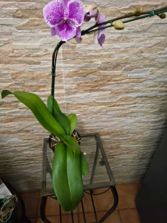 phalaenopsis Big Lip