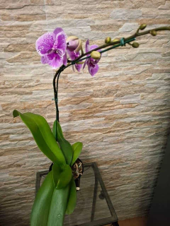 Imagem do phalaenopsis Big Lip