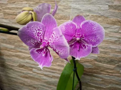 phalaenopsis Big Lip - loja online