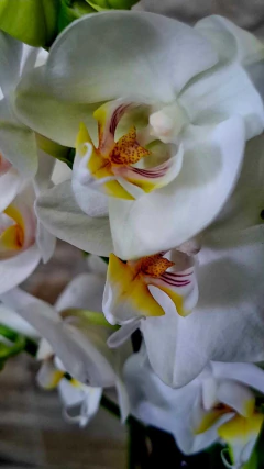 Imagem do Phalaenopsis Marvellous White NOVIDADE
