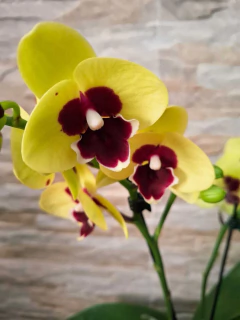 Phalaenopsis Talking Drum - comprar online