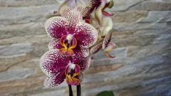 Phalaenopsis Street Wise - loja online
