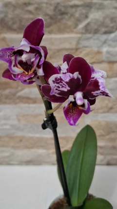 Phalaenopsis Cranberry Cha Cha Pelórica / Trilabelo - Orquidário Hortolândia