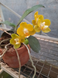 Phalaenopsis Joy Spring Canary - comprar online