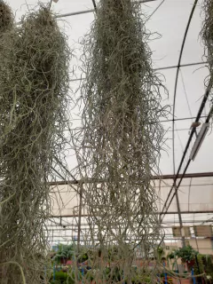 Barba de velho (Tillandsia usneoides) - comprar online
