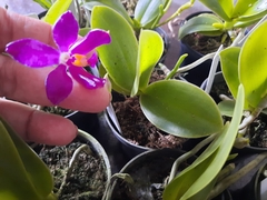 Phalaenopsis pulchra (espécie)