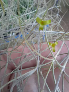Barba de velho (Tillandsia usneoides) - Orquidário Hortolândia
