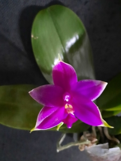 Phalaenopsis violacea indigo red (espécie