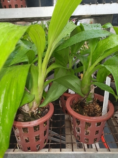 Catasetum Monnierara Millenium Magic Wiltchcraft na internet