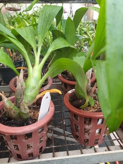 Catasetum Monnierara Millenium Magic Wiltchcraft - comprar online