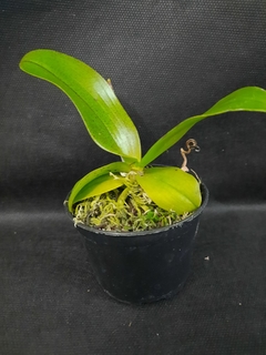 Phalaenopsis mannii