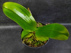 Phalaenopsis mannii - comprar online